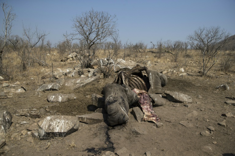 Chitwan reports deaths of 31 wild animals since mid-June, 70 percent road kills